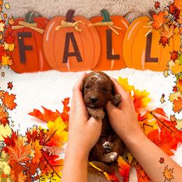 Wednesday - Red  female Goldendoodle puppy in Kissimmee, Florida from Poodle Doodle Kennels