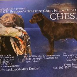 Chester - Labrador Retriever