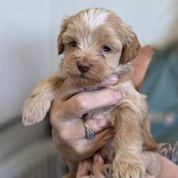 Tucker - Cream and white male Shih Tzu puppy in Muscatine, Iowa from Prairie Creek Puppies