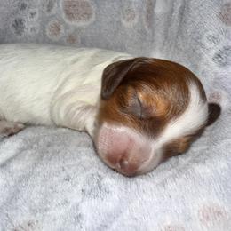 Sophie - Chocolate and tan female Dachshund puppy in Luling, Texas from Kristina's Dachshunds