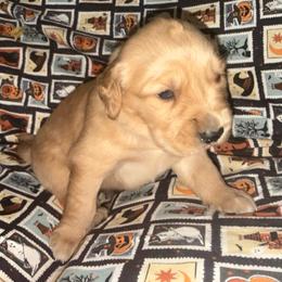 Brown Boy - Dark golden male Golden Retriever puppy in Rockwell, North Carolina from KnL Golden Acres