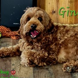 Ginger - Australian Labradoodle