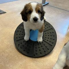Nederlandse Kooikerhondje Puppies from Danube Kooikerhondjes