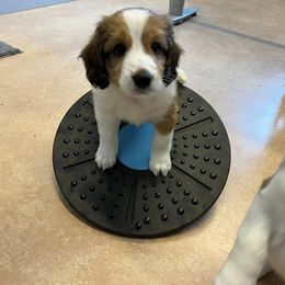 Nederlandse Kooikerhondje Puppies from Danube Kooikerhondjes
