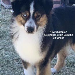 Saint - Miniature American Shepherd