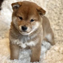 Eddie - Red male Shiba Inu puppy in Trenton, Nebraska from Prairie Shibas