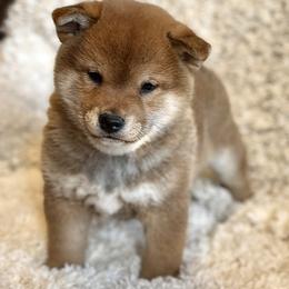 Eddie - Red male Shiba Inu puppy in Trenton, Nebraska from Prairie Shibas