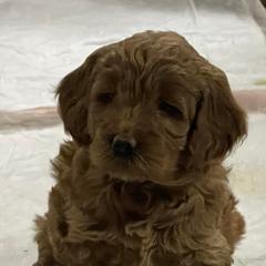 Bernedoodles, Goldendoodles, and Golden Retrievers from P&R Productions