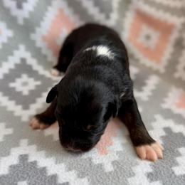 Violet - Black tri-color female Australian Shepherd puppy in Clover, South Carolina from Jo’s Aussies