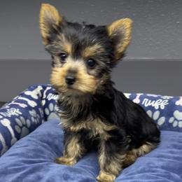 Ava - Black and tan female Yorkshire Terrier puppy in Hot Springs, Arkansas from Blissful_Yorkies