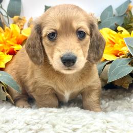 Gage - Red male Dachshund puppy in Exeter, California from Sawtooth Miniature Dachshunds