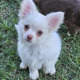 Pixel - Fawn and white male Chihuahua puppy in Robeline, Louisiana from Cane River Chihuahuas