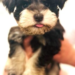 Miniature Schnauzers from Beards N Bows Mini Schnauzers