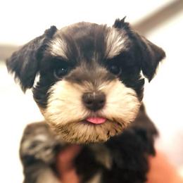 Miniature Schnauzers from Beards N Bows Mini Schnauzers