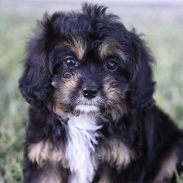 Cavalier King Charles Spaniel and Cavapoo Puppies from Lindsey’s Cavies