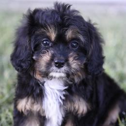 Cavalier King Charles Spaniel and Cavapoo Puppies from Lindsey’s Cavies