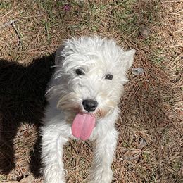 Lulu - Miniature Schnauzer