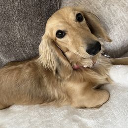 Shayla - Dachshund