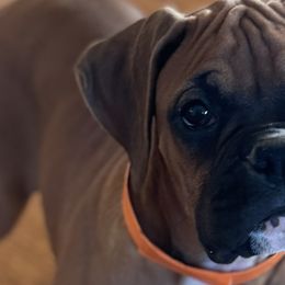 Boxers from Shanna Ward