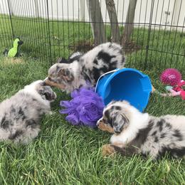 PreciousGem Minis breeder of Miniature American Shepherd