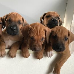 Rhodesian Ridgeback Puppies from Whirlaway Rhodesian Ridgebacks