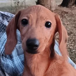 AKC-Luke - Cream male Dachshund puppy in Albertville, Alabama from Jana Rae's