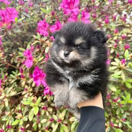 Onyx - Tri-colored male Pomeranian puppy in Lillington, North Carolina from Dignified Poms