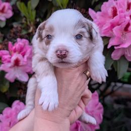 Honor - Red merle female Miniature Australian Shepherd puppy in Marysville, Washington from Garay Mini Aussies