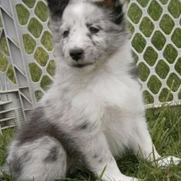 Shetland Sheepdogs from BiWay Shelties