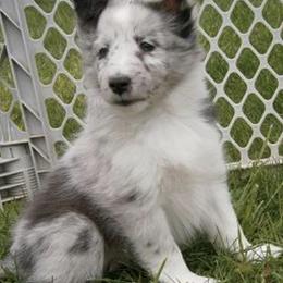 Shetland Sheepdogs from BiWay Shelties