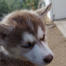 Pomsky and Siberian Husky Puppies from Pine and Sea Pomskies