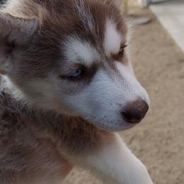 Pomsky and Siberian Husky Puppies from Pine and Sea Pomskies