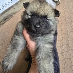 Apple - Gray silver and black Keeshond puppy in Rogers, Minnesota from Legacy Keeshonds