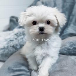 Roman - White male Maltese puppy in Tampa, Florida from Petite Pawz