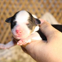 Boy 3 - male Australian Mountain Doodle puppy in Mississippi from Ewing Acres