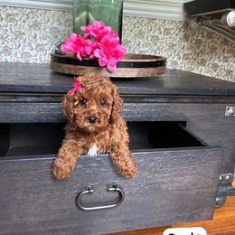 Paola - Red  female Poodle puppy in Mint Hill, North Carolina from DoodleForever