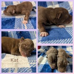 Kat - Red and white female Siberian Husky puppy in Coshocton, Ohio from Wyant Farms