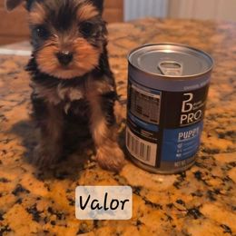 Valor - Black and tan male Yorkshire Terrier puppy in San Angelo, Texas from Eleventyseven Yorkies