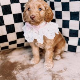Jingle Bell - Apricot female Goldendoodle puppy in Lakeland, Florida from Rolling Oak Doodles