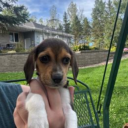 Marshmallow - Black white and tan female Beagle puppy in St. Cloud, Minnesota from Beagle Blessings