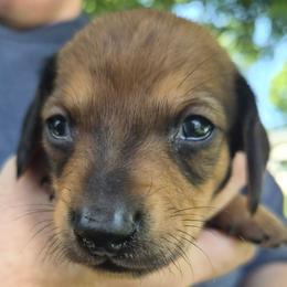 Lindsey- Blue - Red male Dachshund puppy in Frankfort, Kentucky from Gigi's Dachshunds