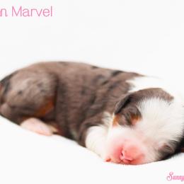 Captain Marvel - Blue merle female Bernedoodle puppy in Diamond Bar, California from Furrytaildoodles
