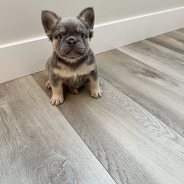 French Bulldog Puppies from HOI Frenchies
