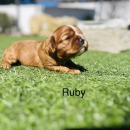RUBY - Ruby female Cavalier King Charles Spaniel puppy in Temecula, California from McKenna Cavaliers in Southern California
