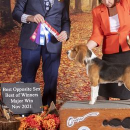 Beagles, Great Danes, and Miniature Bull Terriers from Sunrise-Ferric