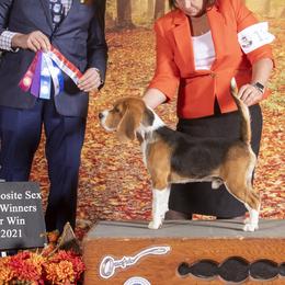 Beagles, Great Danes, and Miniature Bull Terriers from Sunrise-Ferric