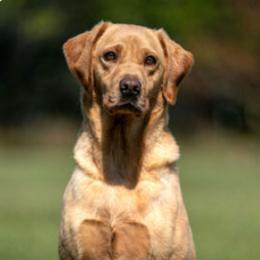 Rose - Labrador Retriever