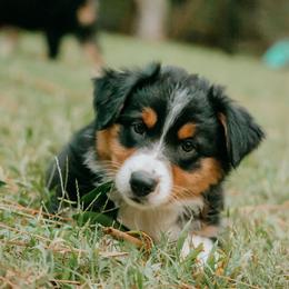 Chesapeake(Chessie) - Black tri-color female Australian Shepherd puppy in Aberdeen, North Carolina from Huckleberry Hill Aussies LLC.
