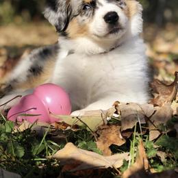 Australian Shepherd Puppies from Satterfield Family Farms