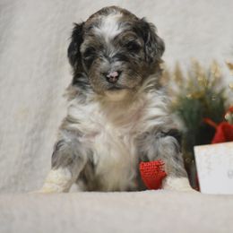 Aussiedoodle and Shichon Puppies from PTK Ranch